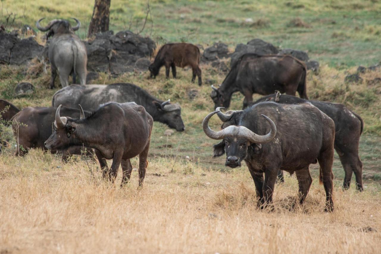 Sarova Lion Hill Game Lodge Nakuru Exteriör bild