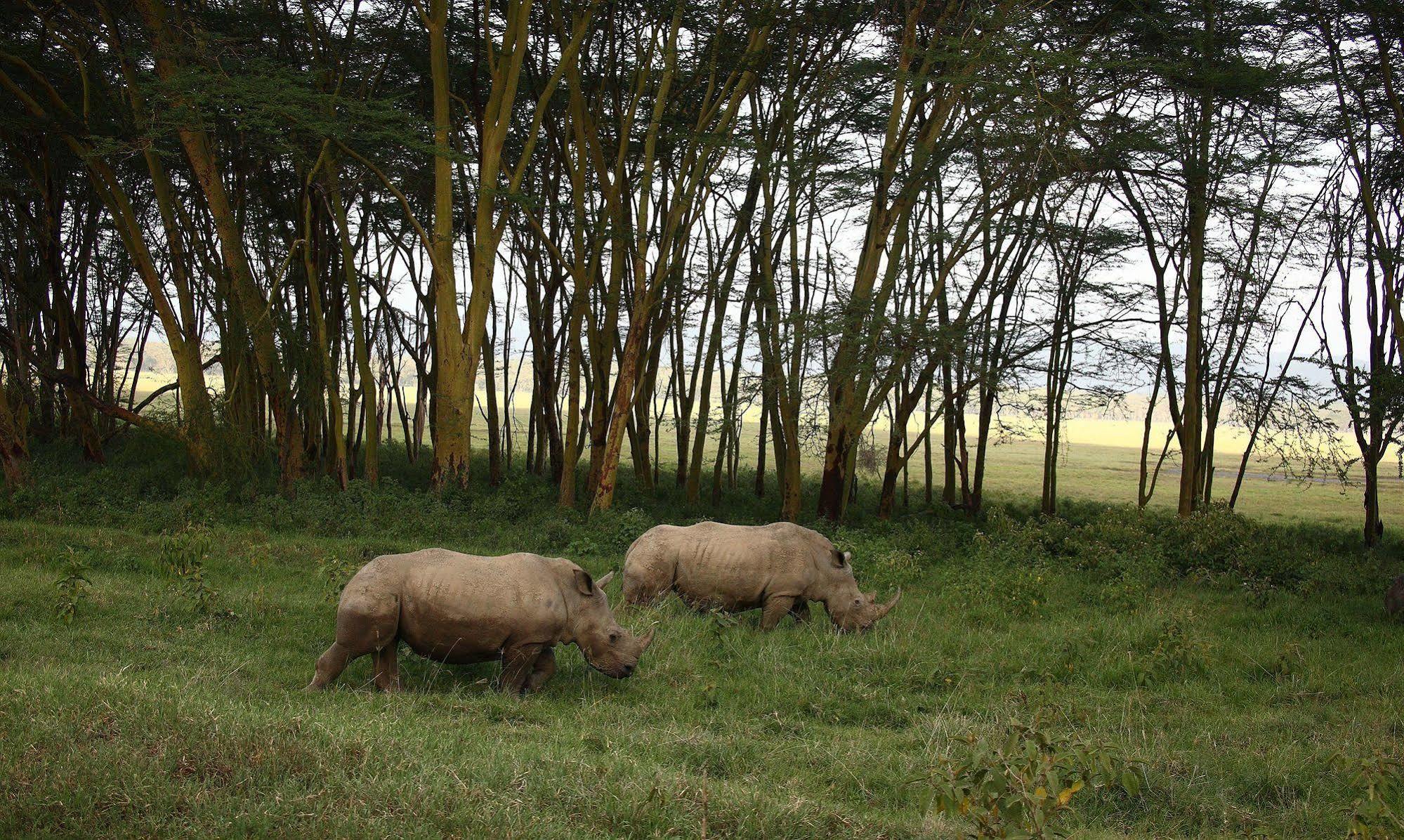 Sarova Lion Hill Game Lodge Nakuru Exteriör bild